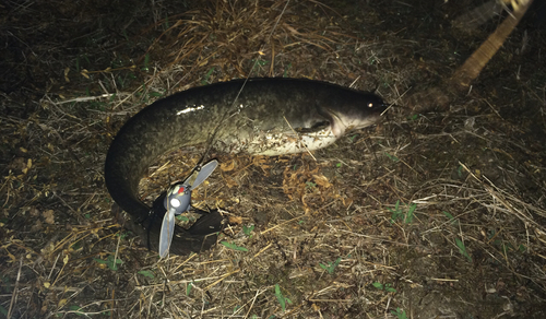 マナマズの釣果