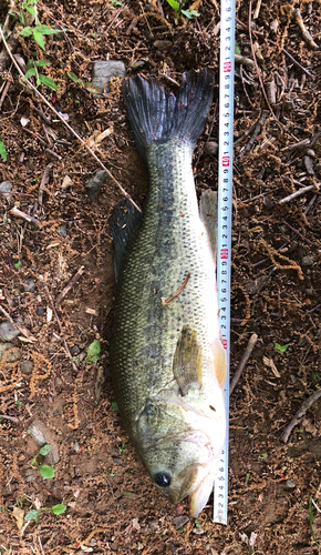 ブラックバスの釣果