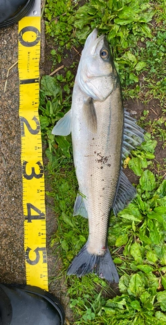 シーバスの釣果