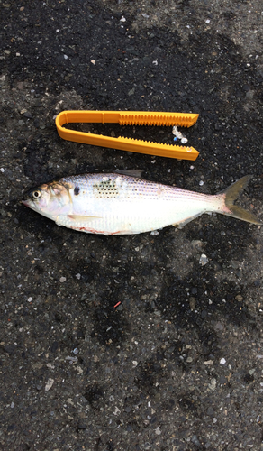 コノシロの釣果