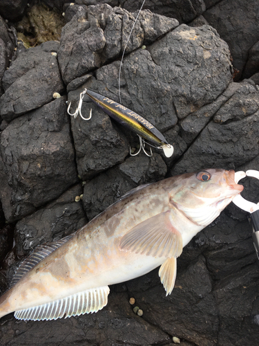 ホッケの釣果