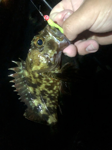 カサゴの釣果