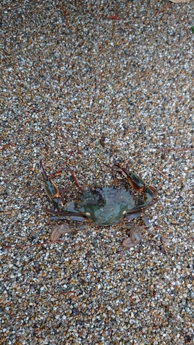 イシガニの釣果