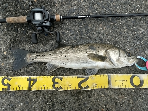 シーバスの釣果