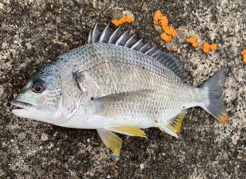 キビレの釣果