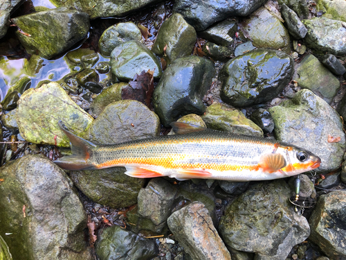 ウグイの釣果