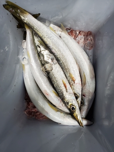 カマスの釣果