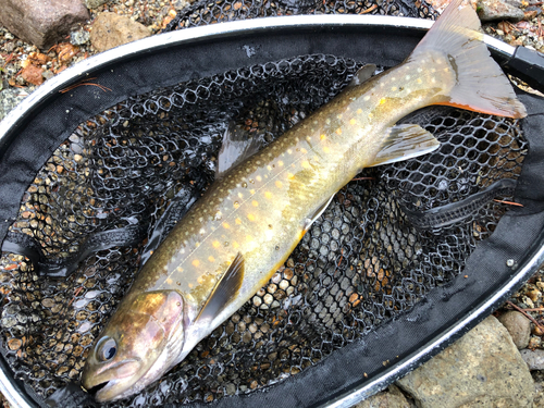 イワナの釣果