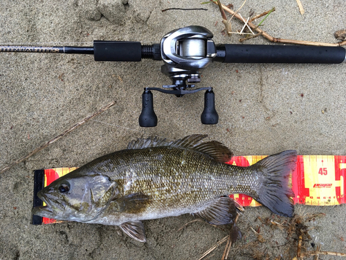 スモールマウスバスの釣果