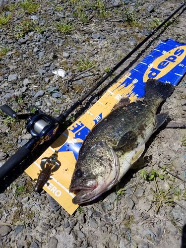 ブラックバスの釣果