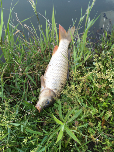 コイの釣果