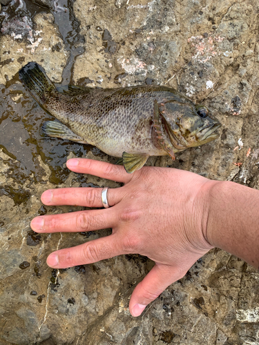 ソイの釣果