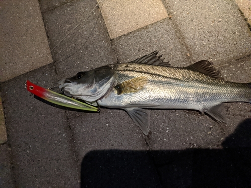 シーバスの釣果