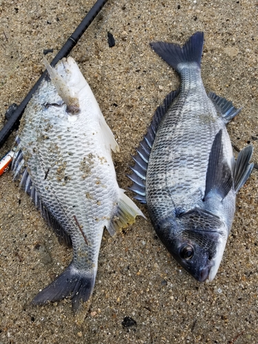 チヌの釣果