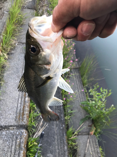 スズキの釣果