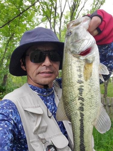 ブラックバスの釣果