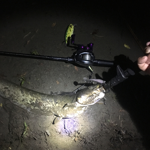 ナマズの釣果