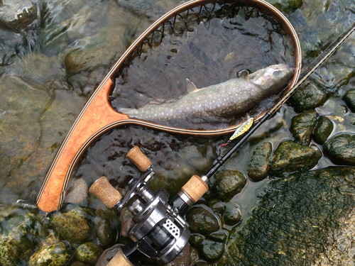 イワナの釣果