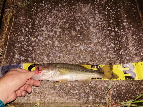 ブラックバスの釣果