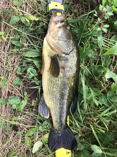 ブラックバスの釣果