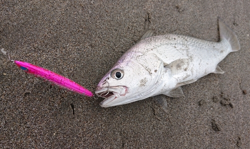 ニベの釣果