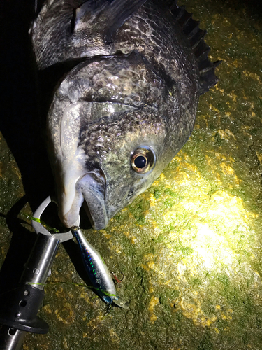 クロダイの釣果