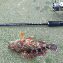 カサゴの釣果