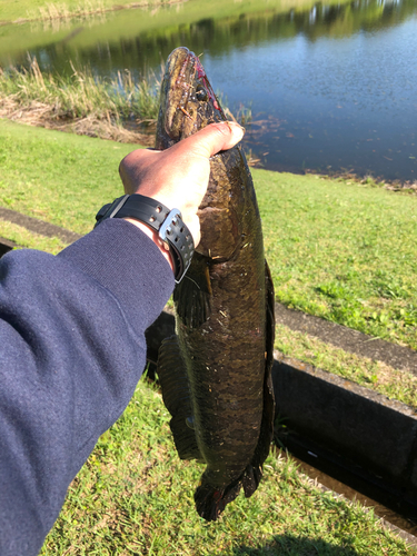 ライギョの釣果