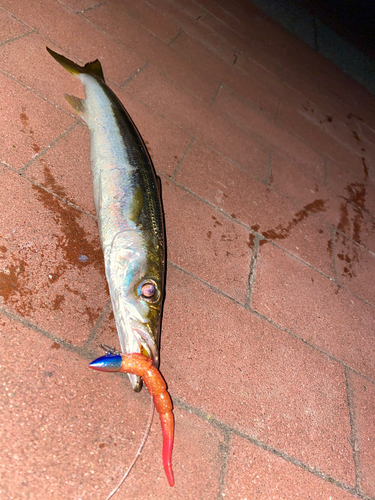 カマスの釣果