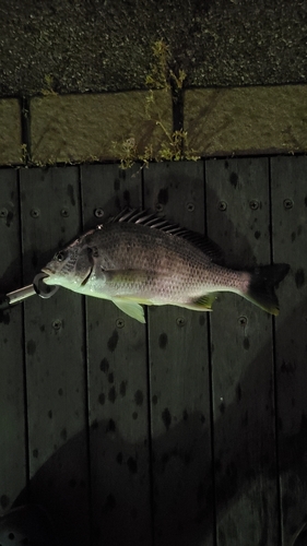 キビレの釣果