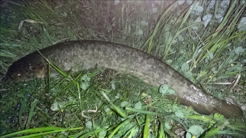 ナマズの釣果