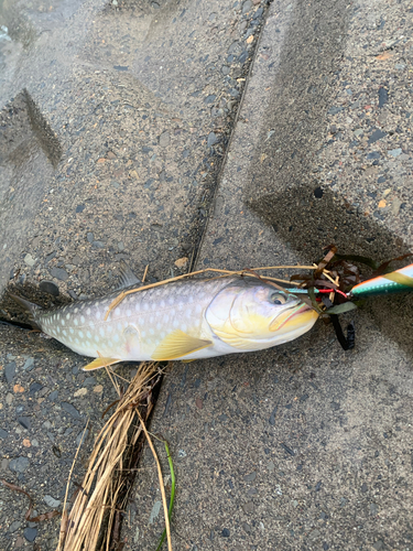 アメマスの釣果