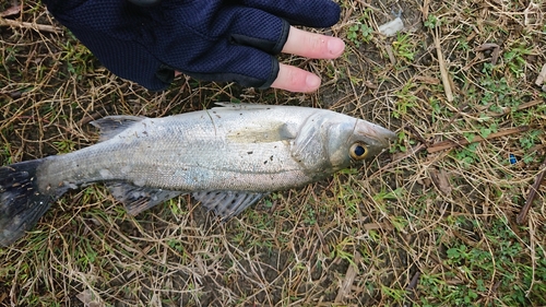 セイゴ（マルスズキ）の釣果