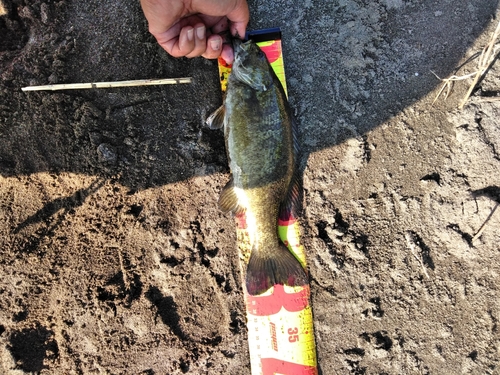 スモールマウスバスの釣果