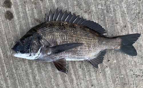 チヌの釣果