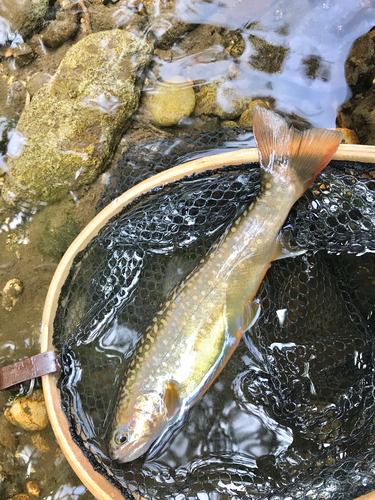 イワナの釣果