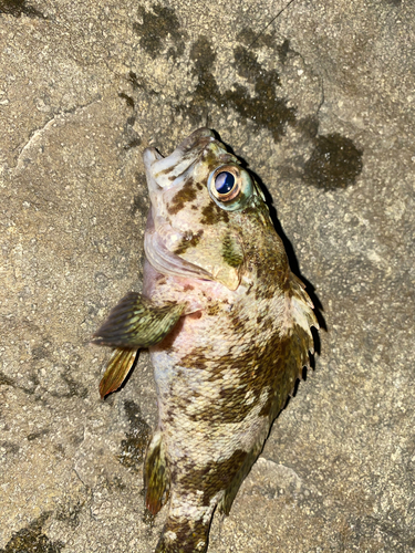 メバルの釣果