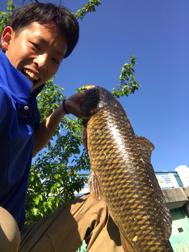 コイの釣果