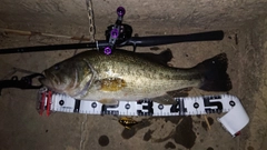 ブラックバスの釣果
