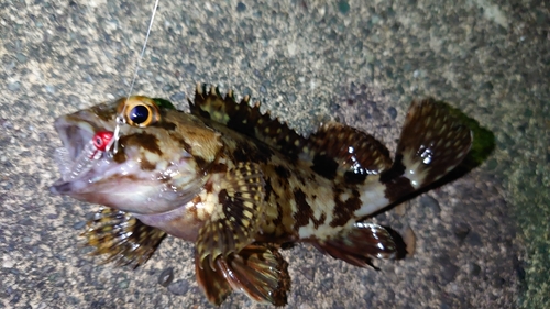 カサゴの釣果