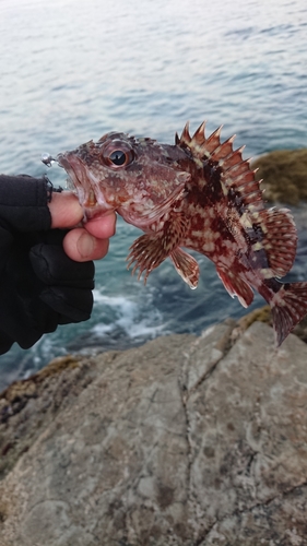 カサゴの釣果