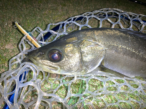 フッコ（マルスズキ）の釣果