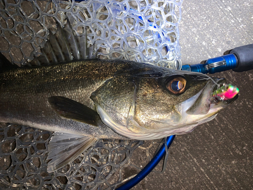 フッコ（マルスズキ）の釣果