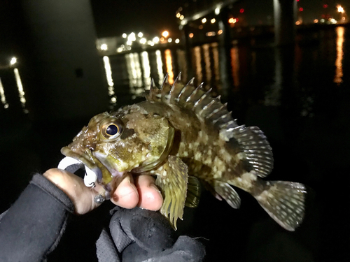 カサゴの釣果