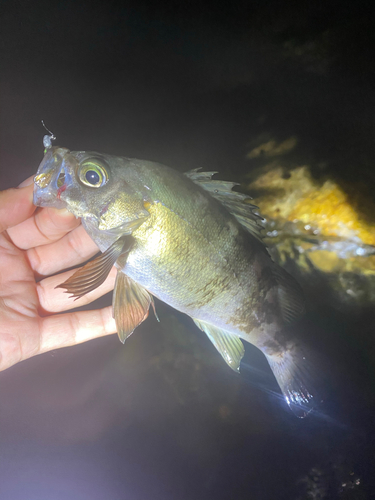 クロメバルの釣果