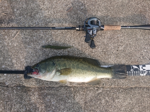 ブラックバスの釣果