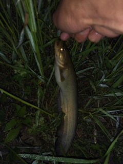 ナマズの釣果