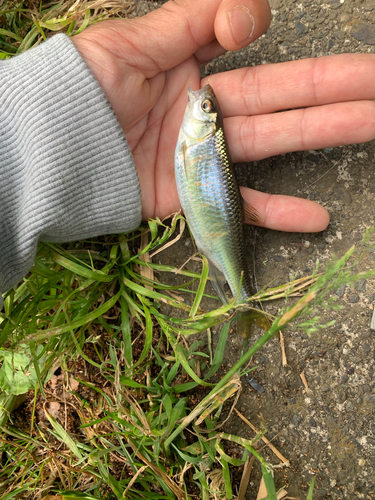 オイカワの釣果