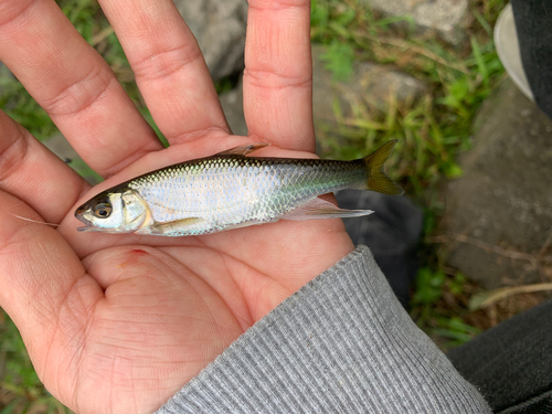 オイカワの釣果