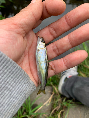 オイカワの釣果